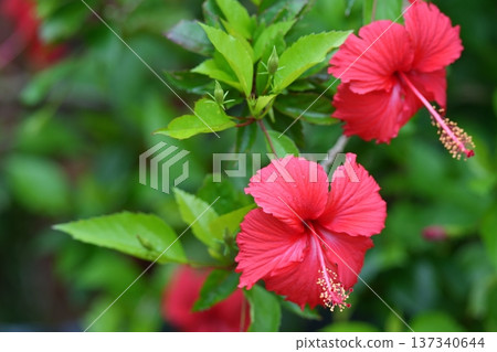 Summer flowers, hibiscus Summer flowers, hibiscus 137340644