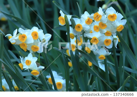 Winter daffodils at Sankeien Garden Winter daffodils at Sankeien Garden 137340666