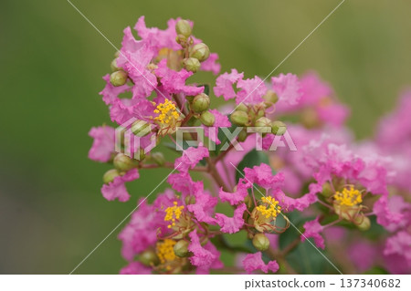 粉紅色的紫薇花正盛開 粉紅色的紫薇花正盛開 137340682