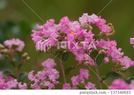 Pink crape myrtle flowers are blooming 137340683