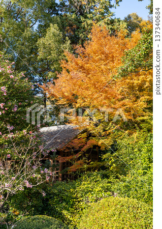 Autumn leaves beside the gate of Unryu-in (Rurizan), a branch temple of Sennyuji Temple in Higashiyama, Kyoto 137340684