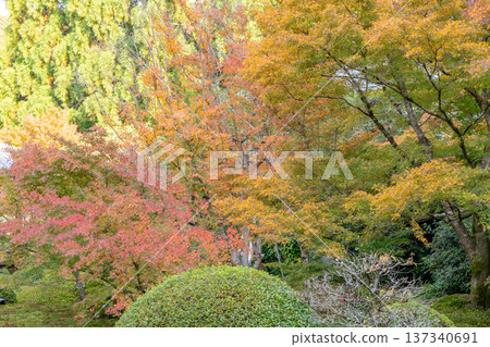 京都東山千春寺分寺雲龍院(琉璃山)庭院內的秋葉 京都東山千春寺分寺雲龍院(琉璃山)庭院內的秋葉 137340691