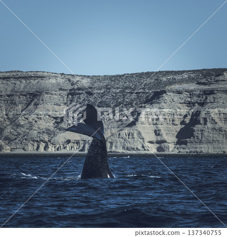 Southern right whale,jumping behavior,  137340755