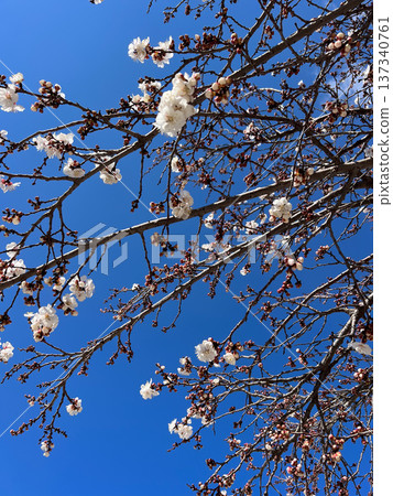 White tree blossoms blooming against blue sky White tree blossoms blooming against blue sky 137340761