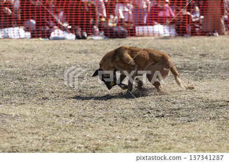 Guard dog chasing a ball Guard dog chasing a ball 137341287