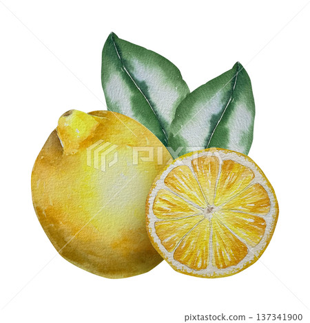 Watercolor illustration of whole lemon and round slice with leaves in natural yellow and green palette. Illustration for beverage packaging, eco branding and culinary projects. 137341900