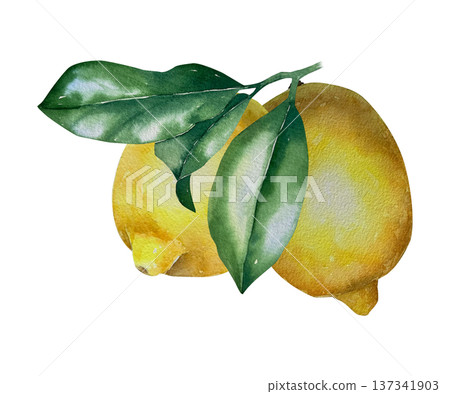Watercolor illustration of two lemons with green leaves in natural yellow and green palette. Illustration for food packaging, beverages, menu design, farm branding and summer layouts. Watercolor illustration of two lemons with green leaves in natural yellow and green palette. Illustration for food packaging, beverages, menu design, farm branding and summer layouts. 137341903