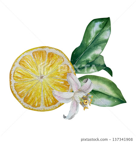 Watercolor illustration of round lemon slice with green leaves and white blossom in yellow-green palette. Illustration for beverage packaging, confectionery branding and summer collections. Watercolor illustration of round lemon slice with green leaves and white blossom in yellow-green palette. Illustration for beverage packaging, confectionery branding and summer collections. 137341908