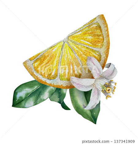Watercolor illustration of lemon wedge with green leaves and white blossom in yellow-green palette. Illustration for beverage packaging, dessert branding and summer menu design. Watercolor illustration of lemon wedge with green leaves and white blossom in yellow-green palette. Illustration for beverage packaging, dessert branding and summer menu design. 137341909