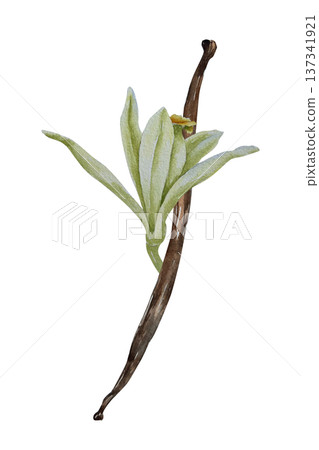 Watercolor illustration of vanilla flower with leaf and brown pod in botanical style. Illustration for spice packaging, confectionery branding, cosmetic label, perfume design and festive decor. Watercolor illustration of vanilla flower with leaf and brown pod in botanical style. Illustration for spice packaging, confectionery branding, cosmetic label, perfume design and festive decor. 137341921