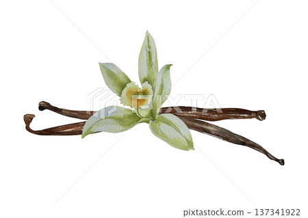 Watercolor illustration of vanilla flower with leaf and brown pod in botanical style. Illustration for spice packaging, confectionery branding, cosmetic label, perfume design and festive decor. Watercolor illustration of vanilla flower with leaf and brown pod in botanical style. Illustration for spice packaging, confectionery branding, cosmetic label, perfume design and festive decor. 137341922