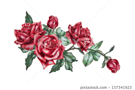 Horizontal composition of red roses with buds and green leaves, watercolor illustration in botanical realistic style. For wedding decor, greeting card, banner, floristry, packaging and festive design. Horizontal composition of red roses with buds and green leaves, watercolor illustration in botanical realistic style. For wedding decor, greeting card, banner, floristry, packaging and festive design. 137341923