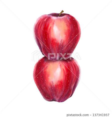 Watercolor illustration of two red apples stacked vertically. Hand-painted botanical still life. Illustration for packaging, labels, menus, posters, seasonal holidays, and food branding. Watercolor illustration of two red apples stacked vertically. Hand-painted botanical still life. Illustration for packaging, labels, menus, posters, seasonal holidays, and food branding. 137341937
