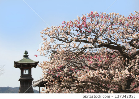 中山觀音公園的梅林 中山觀音公園的梅林 137342055