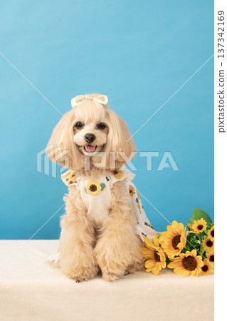 愛笑的馬爾濟斯犬潘娜，身邊有一隻藍色的雄鹿和向日葵 137342169