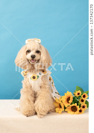 愛笑的馬爾濟斯犬潘娜，身邊有一隻藍色的雄鹿和向日葵 137342170