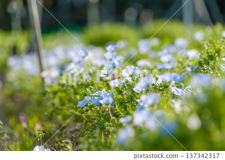 Nemophila flower fields shining in the sunlight 137342317
