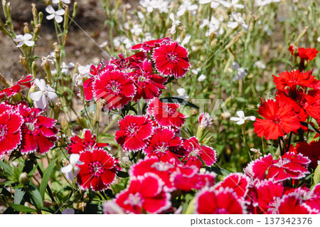 A garden in early summer with vibrant red and white dianthus blooming A garden in early summer with vibrant red and white dianthus blooming 137342376