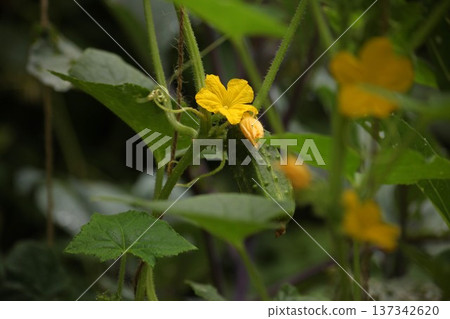 Cucumber plant with yellow flower and young cucumber fruit growing on vine in vegetable garden. Early stage of cucumber development with blossoms and leaves in natural cultivation. Cucumber plant with yellow flower and young cucumber fruit growing on vine in vegetable garden. Early stage of cucumber development with blossoms and leaves in natural cultivation. 137342620