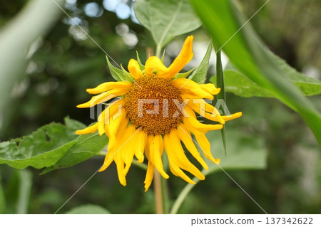 Yellow sunflower flower blooming in garden with detailed seed center and bright petals. Natural summer flower growing outdoors among green leaves in organic garden environment. Yellow sunflower flower blooming in garden with detailed seed center and bright petals. Natural summer flower growing outdoors among green leaves in organic garden environment. 137342622