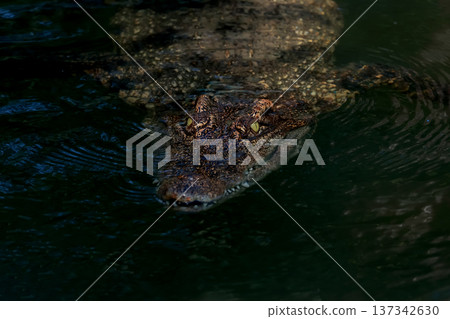 The crocodile is show head in the river The crocodile is show head in the river 137342630