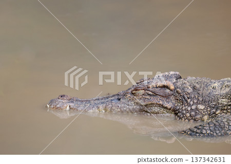 The crocodile is sleep on the river near canal The crocodile is sleep on the river near canal 137342631