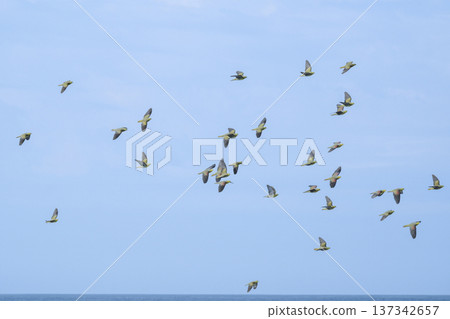 Flock of Aobato 137342657
