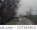 Misty Country Road Surrounded by Bare Trees 137342812