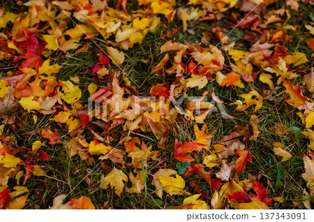 Fallen autumn leaves on grass top view natural seasonal background with colorful yellow and red foliage outdoors Fallen autumn leaves on grass top view natural seasonal background with colorful yellow and red foliage outdoors 137343091