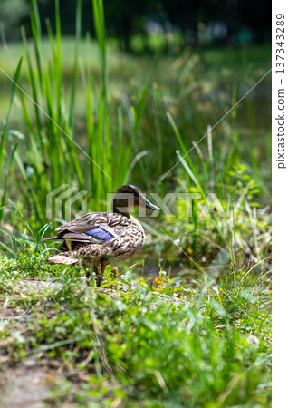 Wild duck standing by pond in green summer nature 137343289