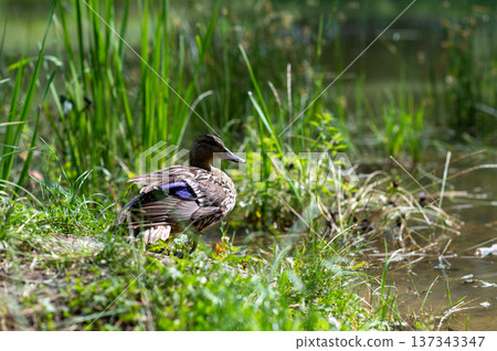 Wild duck standing by pond in green summer nature Wild duck standing by pond in green summer nature 137343347