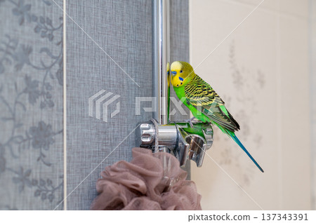 Green budgerigar sitting on shower stand in bathroom Green budgerigar sitting on shower stand in bathroom 137343391
