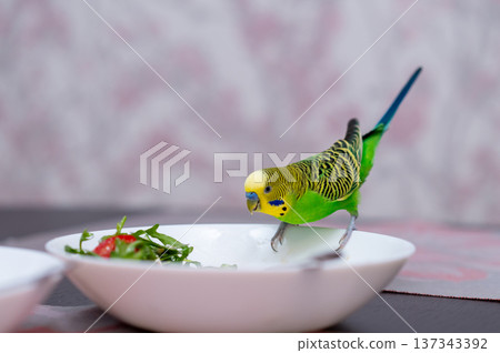 Green budgerigar sitting on bowl of fresh salad on kitchen table Green budgerigar sitting on bowl of fresh salad on kitchen table 137343392