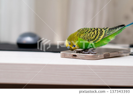 Green budgerigar sitting on laptop with computer mouse on desk Green budgerigar sitting on laptop with computer mouse on desk 137343393