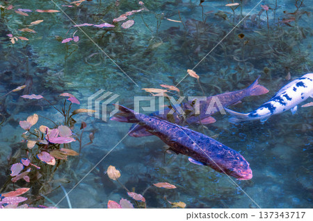 A beautiful pond in Gifu prefecture, Monet's pond in Gifu prefecture, a transparent pond where beautiful Nishiki-koi swim, A beautiful pond in Gifu prefecture, Monet's pond in Gifu prefecture, a transparent pond where beautiful Nishiki-koi swim, 137343717