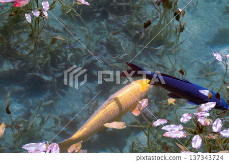 A beautiful pond in Gifu prefecture, Monet's pond in Gifu prefecture, a transparent pond where beautiful Nishiki-koi swim, A beautiful pond in Gifu prefecture, Monet's pond in Gifu prefecture, a transparent pond where beautiful Nishiki-koi swim, 137343724