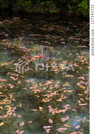 A beautiful pond in Gifu prefecture, Monet's pond in Gifu prefecture, a transparent pond where beautiful Nishiki-koi swim, A beautiful pond in Gifu prefecture, Monet's pond in Gifu prefecture, a transparent pond where beautiful Nishiki-koi swim, 137343725