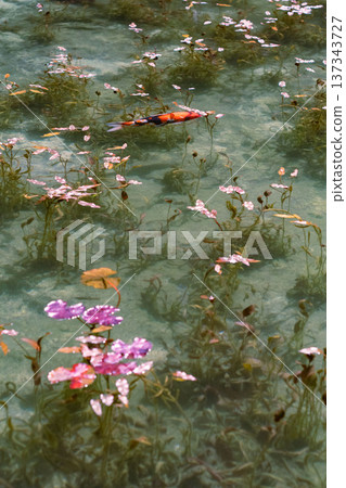 A beautiful pond in Gifu prefecture, Monet's pond in Gifu prefecture, a transparent pond where beautiful Nishiki-koi swim, A beautiful pond in Gifu prefecture, Monet's pond in Gifu prefecture, a transparent pond where beautiful Nishiki-koi swim, 137343727