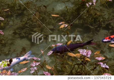 A beautiful pond in Gifu prefecture, Monet's pond in Gifu prefecture, a transparent pond where beautiful Nishiki-koi swim, 137343729