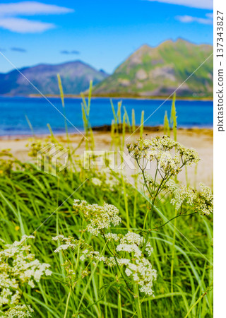 Seascape in Gimsoysand, Lofoten islands, Norway Seascape in Gimsoysand, Lofoten islands, Norway 137343827
