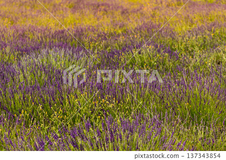Lavender fields in bloom in Provence Lavender fields in bloom in Provence 137343854