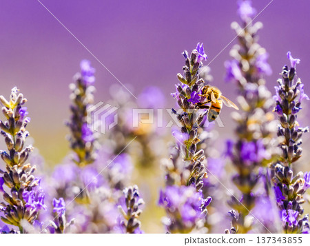 Lavender flower with bee, Provence France Lavender flower with bee, Provence France 137343855