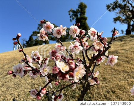 梅花在藍天下熠熠生輝──春天來了 梅花在藍天下熠熠生輝──春天來了 137343900
