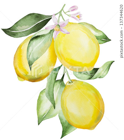 Hand drawn watercolor lemon branch with yellow lemons and green leaves, isolated illustration 137344620