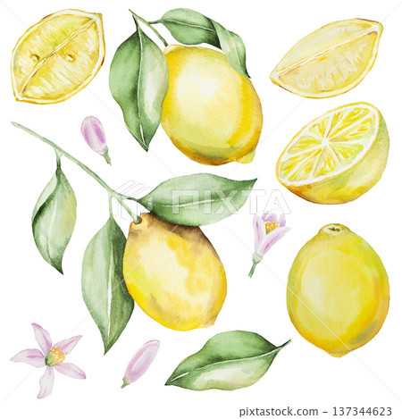 Hand drawn watercolor lemon branch with yellow lemons and green leaves, isolated illustration Hand drawn watercolor lemon branch with yellow lemons and green leaves, isolated illustration 137344623
