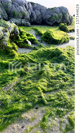 Coastal Scene Serenity. Mossy Shoreline With Peaceful Vistas. Calm Coastal Rock Formations Under Soft Daylight. Serene Mosscovered Coast With Gentle Hills And Distant Horizons Coastal Scene Serenity. Mossy Shoreline With Peaceful Vistas. Calm Coastal Rock Formations Under Soft Daylight. Serene Mosscovered Coast With Gentle Hills And Distant Horizons 137344629