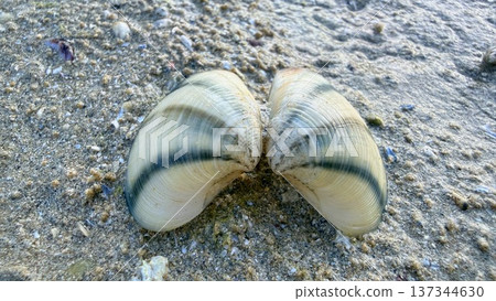 Closeup Of Twin Seashells By Shore. Two Textured Seashells Lying On Wet Sandy Beach. Pair Of Striped Seashells Resting Gently On Moist Sand In Calm Coastal Setting 137344630