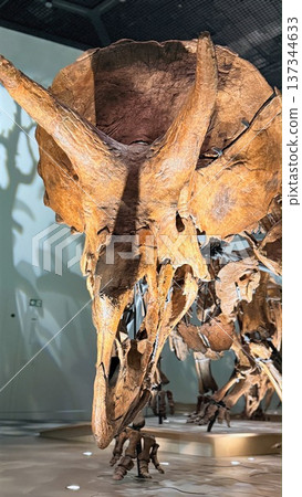 Ancient Dinosaur Exhibit Presents Strikingly Illuminated Fossil Display. Exhibition Features Meticulously Arranged Ancient Triceratops Skull With Dynamic Lighting Effects 137344633