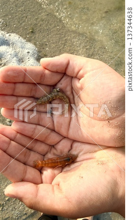 Hands Gently Studying Delicate Marine Specimen With Ecological Focus. Engaging With Miniature Aquatic Animal Through Attentive Observation Emphasizing Conservation And Education 137344638