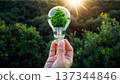 Hand holding a light bulb with a tree inside it under bright sunlight in a green forest 137344846